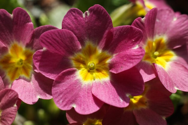 Foto flores púrpuras y amarillas con centro amarillo y un centro amarillo