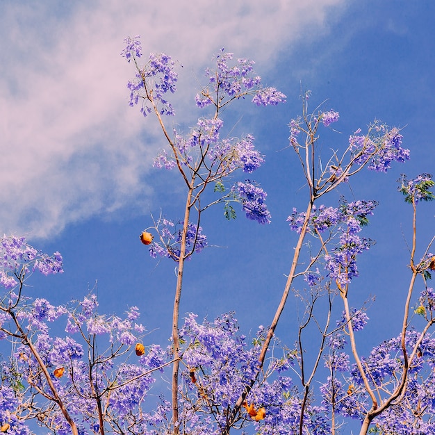 Flores púrpuras árbol tropical Vibraciones mínimas de primavera