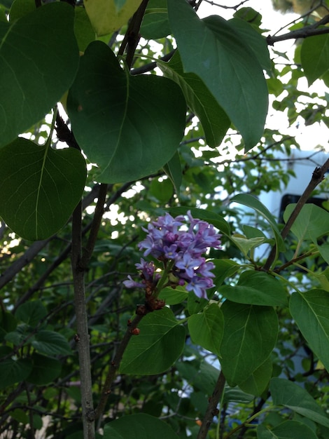 Foto flores púrpuras en el árbol