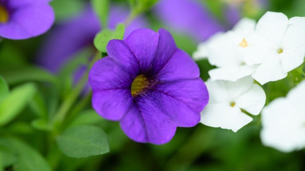 Flores púrpuras y blancas de cerca