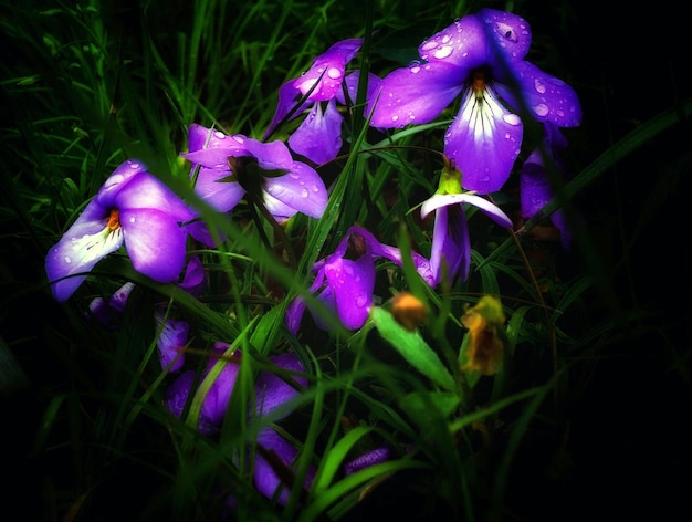 Foto flores púrpuras en el césped