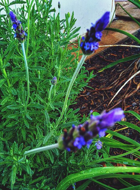 Foto las flores púrpuras crecen en el campo