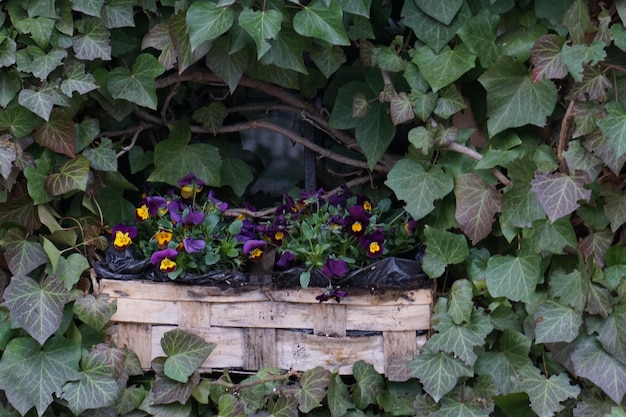 Foto flores púrpuras creciendo en medio de la planta de hiedra