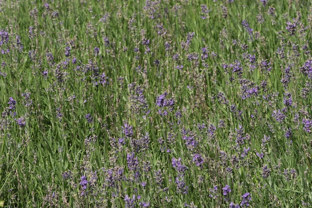 Foto las flores púrpuras florecen en el campo