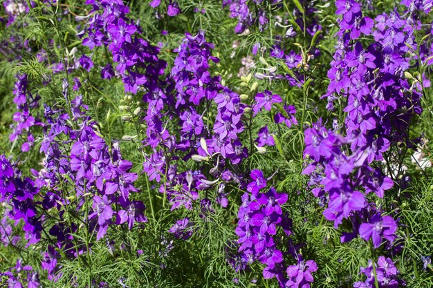 Flores púrpuras florecientes en el jardín Fondo de la naturaleza del primer