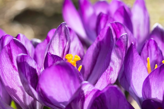 Foto flores púrpuras de la fotografía macro violeta de cerca