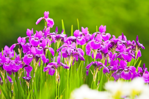 Flores púrpuras de iris en la naturaleza