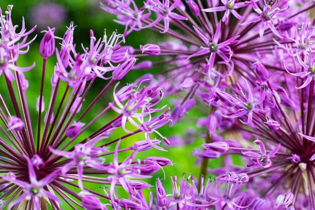 Flores púrpuras del jardín bajo la forma de bola