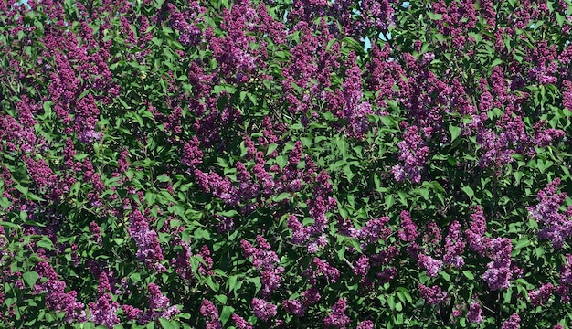 Flores púrpuras en el jardín