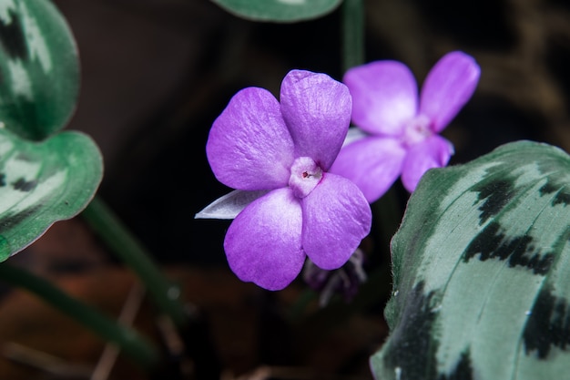 Flores púrpuras en el jardín