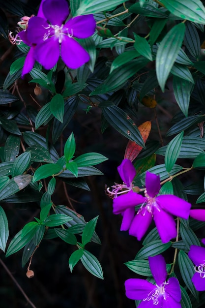 Flores púrpuras en el jardín