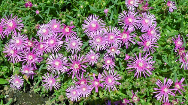 Las flores púrpuras en la naturaleza verde dejan el fondo en el parque