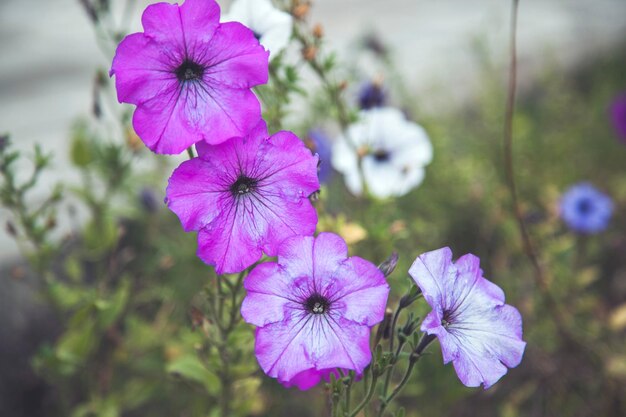 Flores púrpuras en la naturaleza