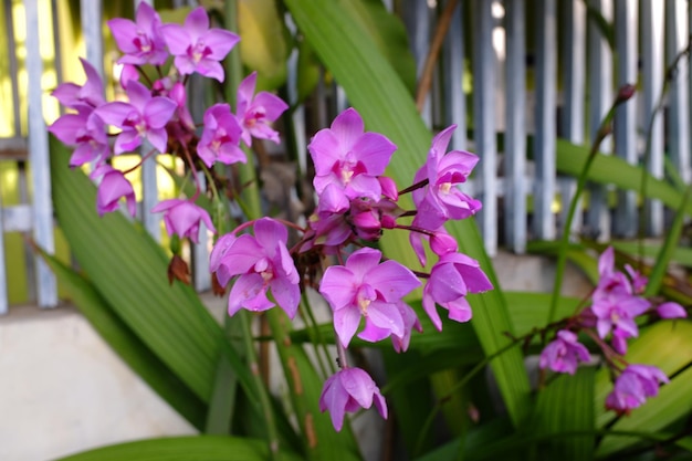 Las flores púrpuras de la orquídea Spathoglottis plicata están floreciendo en el jardín de la casa