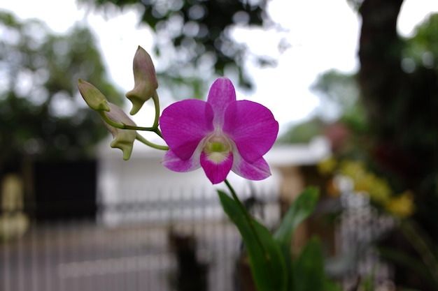 Las flores púrpuras de las orquídeas vanda están en flor