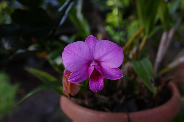 flores púrpuras de la planta de orquídea dendrobium que florece en el patio