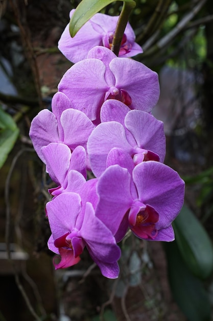 Las flores púrpuras de la planta de la orquídea de la luna están en plena floración