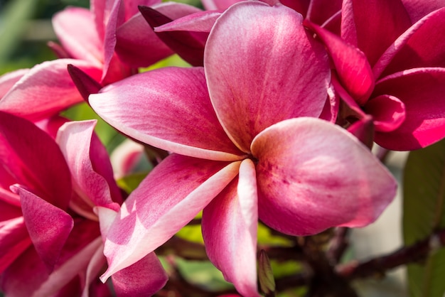 Flores púrpuras del plumeria en el jardín.