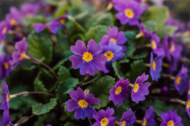 Flores púrpuras de primavera para el fondo en un día soleado