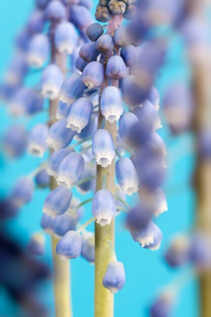 Flores púrpuras que crecen en la temporada de primavera.