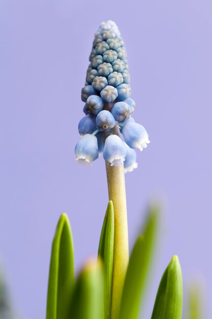 Flores púrpuras que crecen en la temporada de primavera.