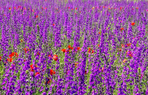 Flores púrpuras vibrantes en prado en día soleado