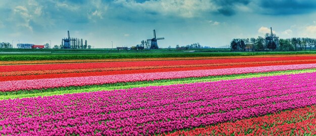 Foto flores que crecen en el campo