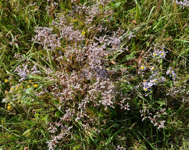 Foto flores que crecen en el campo