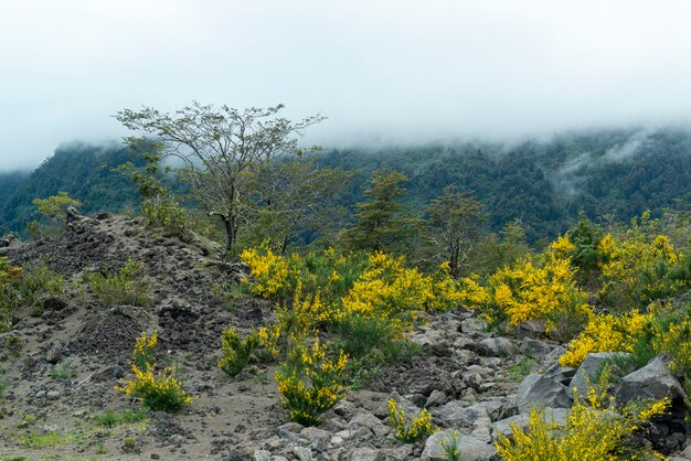 Flores que crecen en las cenizas del volcán Calbuco Puerto Varas Llanquihue Los Lagos Chile