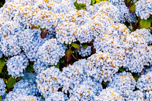 Flores que crecen en el jardín, primer plano. Hermoso fondo de pantalla natural de arbusto floreciente con hortensias