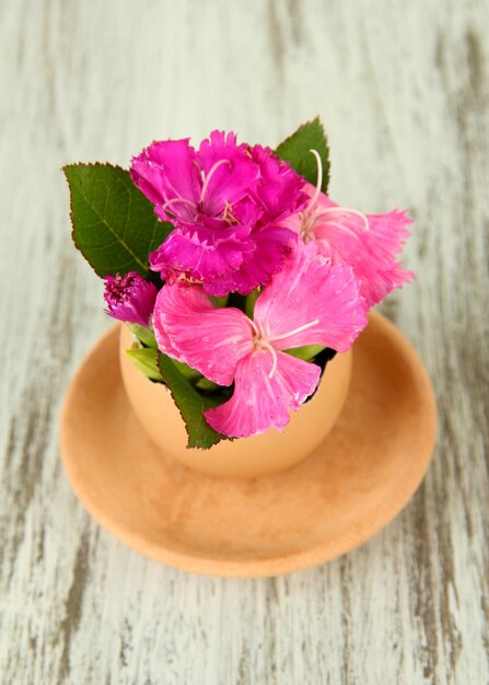 Flores que crecen a partir de cáscara de huevo sobre fondo de madera