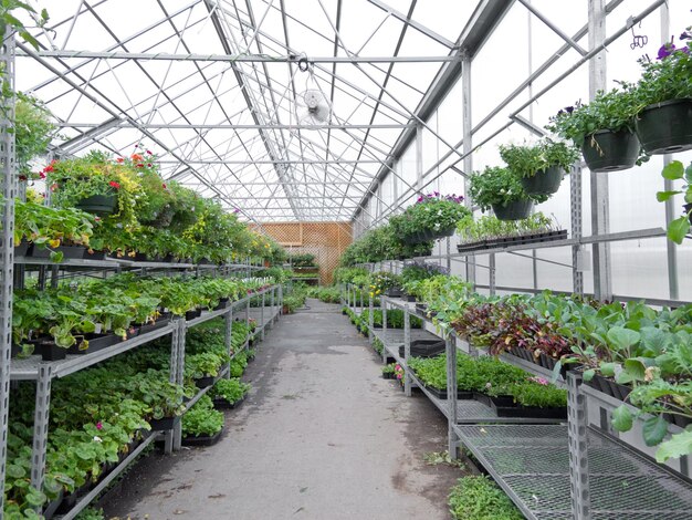 Flores que crescem na estufa de papel alumínio do centro de jardinagem