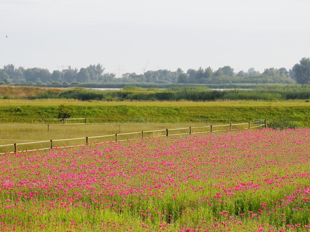 Foto flores que crescem no campo