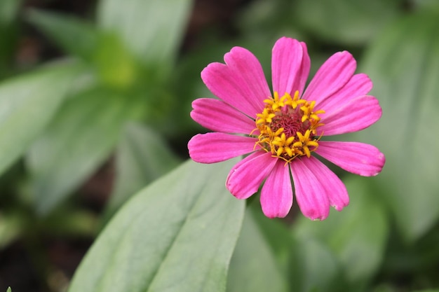 las flores que florecen son muy hermosas