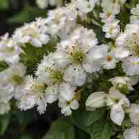 Foto flores de racimo blanco en flor