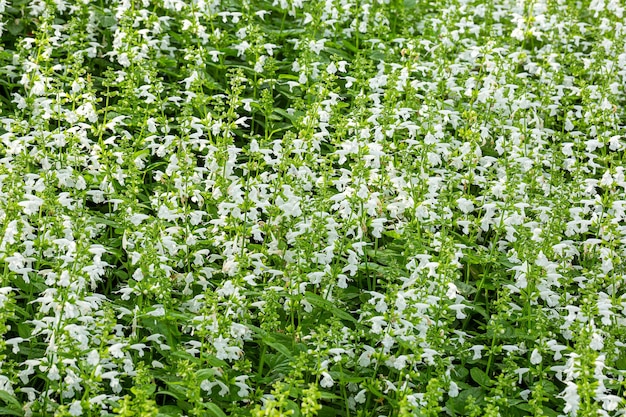 Flores de racimo de pavo real blanco El nombre científico Aster ericoides L