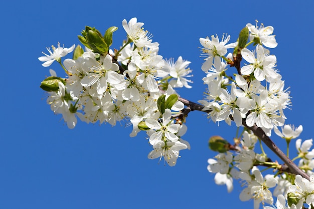 Flores en una rama de árbol frutal. Contra el cielo azul.