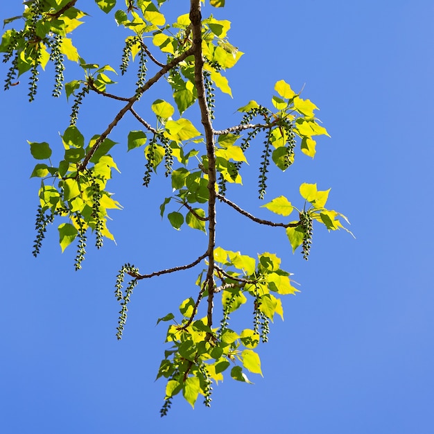 Flores en una rama de árbol frutal. Contra el cielo azul.