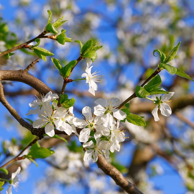 Flores en una rama de árbol frutal. Contra el cielo azul.