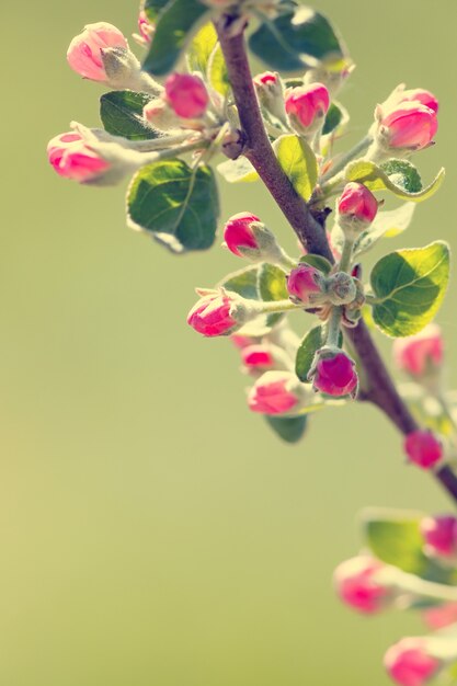 Flores en una rama de árbol frutal.