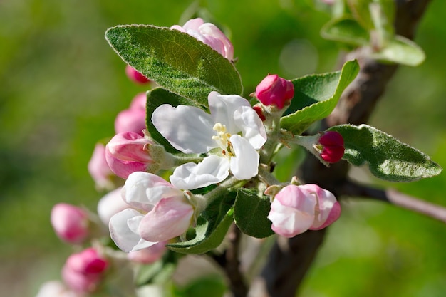 Flores en una rama de árbol frutal.