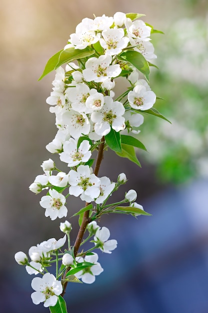 Flores en una rama de árbol frutal