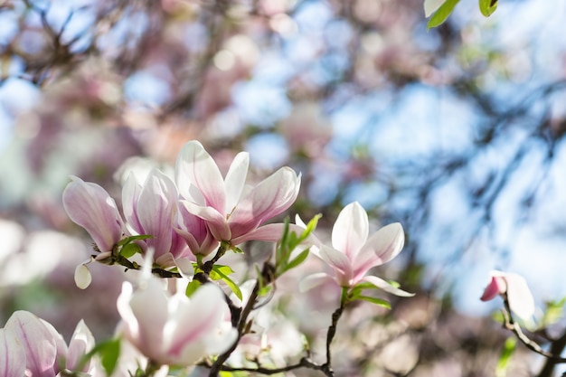 Flores de rama de árbol de magnolia en borrosa