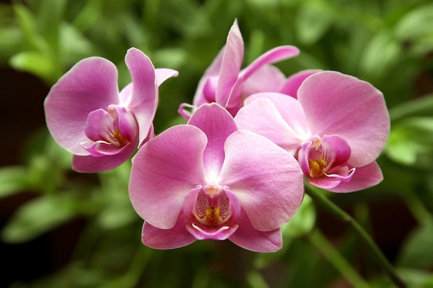 flores en una rama de orquídea