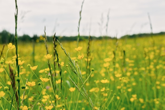 Flores de ranúnculo amarillo brillante en el campo campo de flores de verano amarillo al lado del bosque Alto