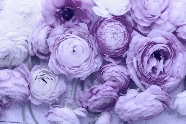 Flores de ranunculus frescas rosas y blancas cierran el fondo en el color del año 2022 azul muy peri