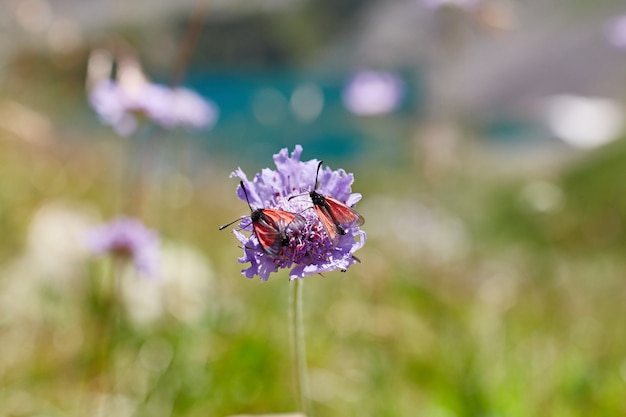 Flores raras da montanha e plantas que crescem na encosta