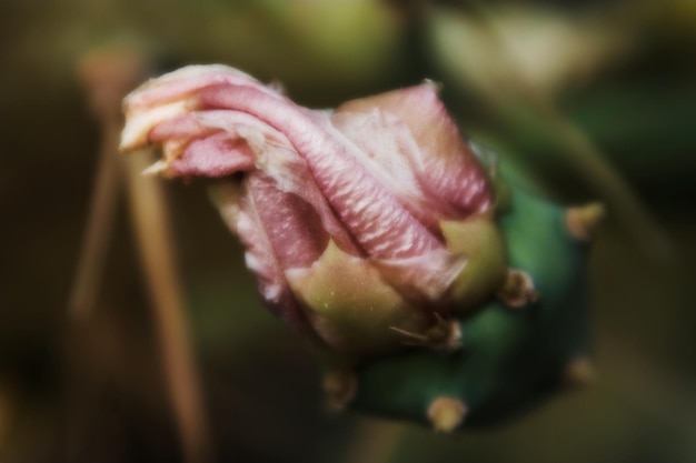 Flores raras do cacto macro view