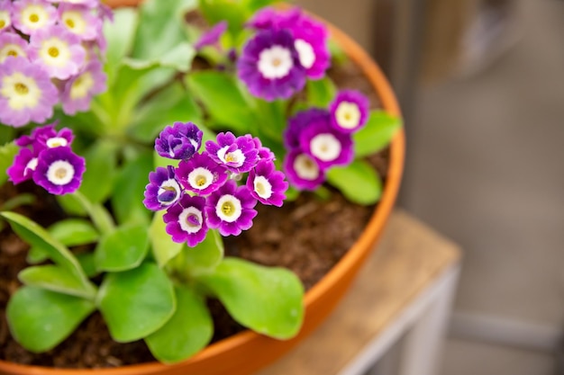 Flores recém-plantadas, botões roxos e brancos de prímula closeup em fundo desfocado planta de primavera centro de jardim ou catálogo de viveiro de plantas Venda de espaços verdes