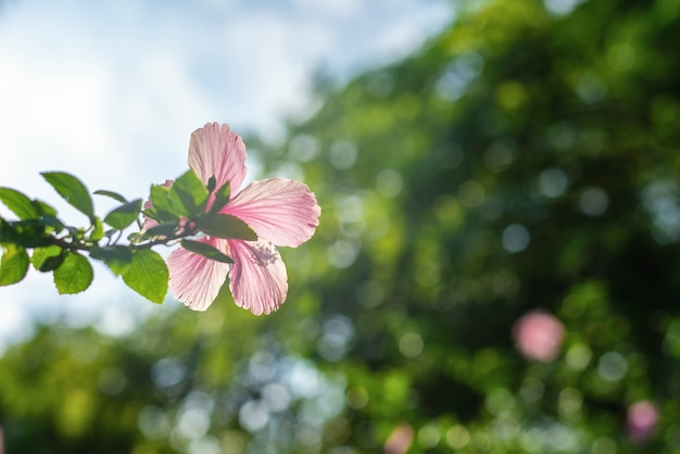 Flores rechonchas sobre un fondo borroso